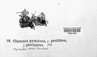 Cladonia pyxidata image